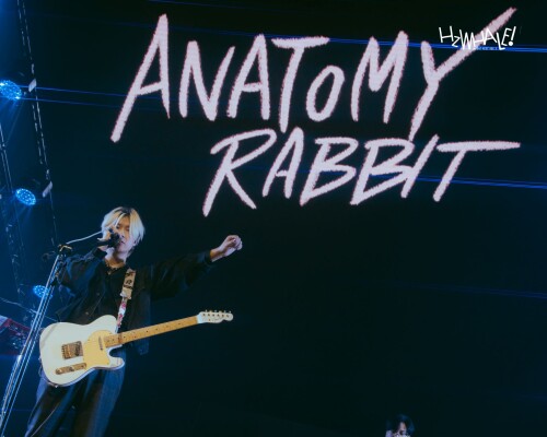 55HzWHALE-ANATOMY-RABBITa77ccfb3f7b2733b.jpg